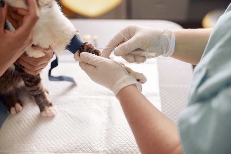 Common Surgeries