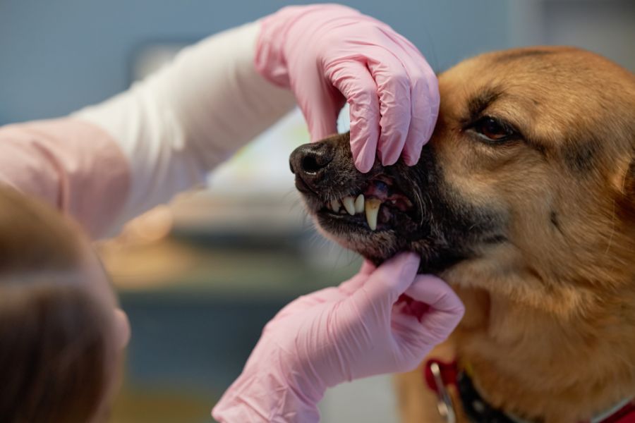 Dental Disease in Pets