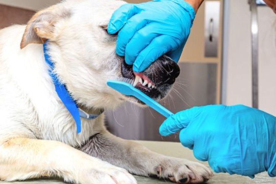 pet dentistry in north charleston