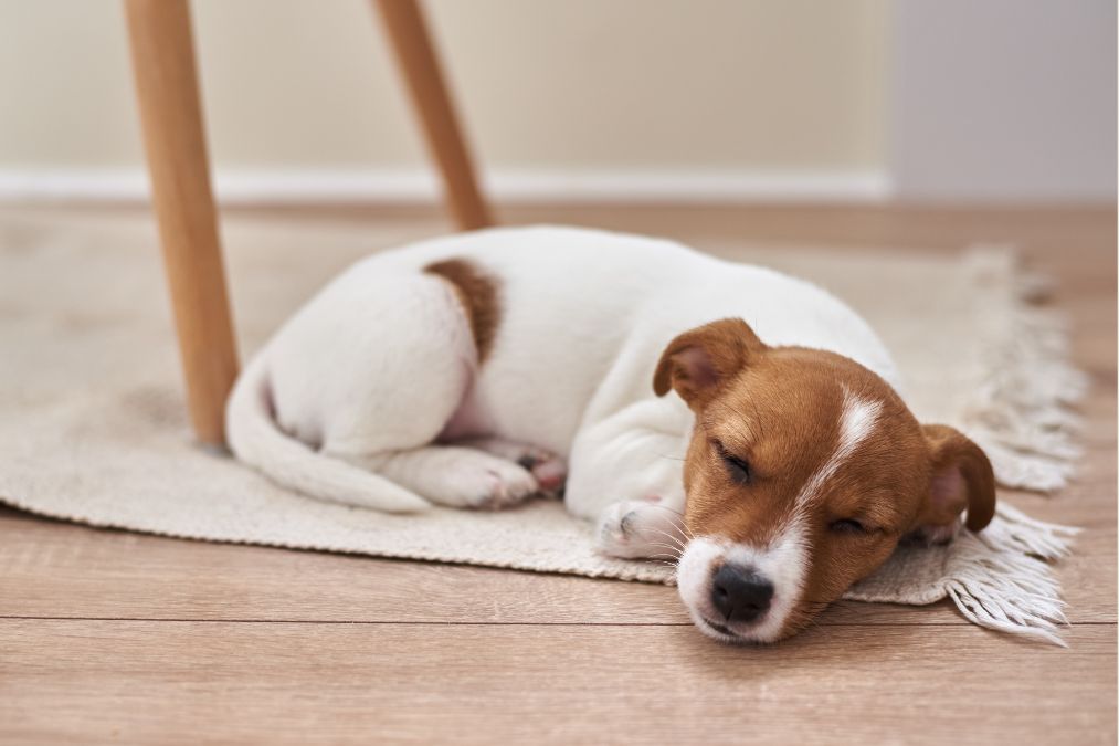 Why Dogs Circle Before Lying Down