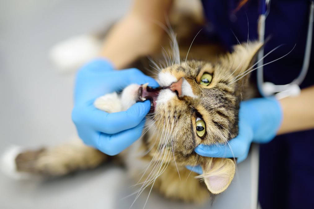 How Many Teeth Cats Have