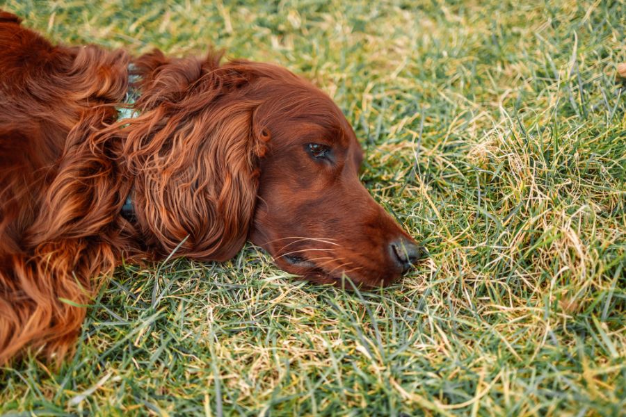 How to Tell If Your Dog Is Sick