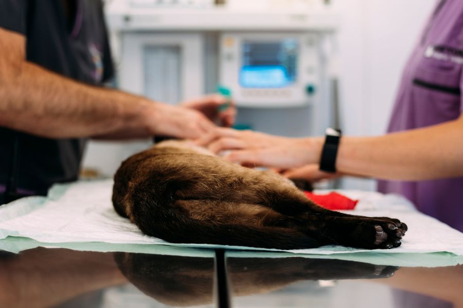 Cruciate Ligament Injuries