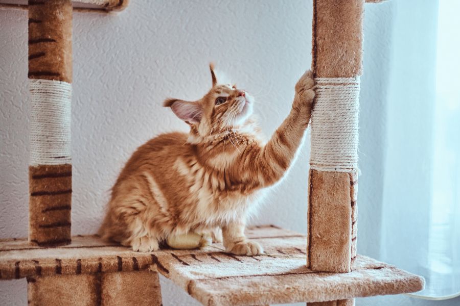 How to Stop Cats from Scratching Furniture