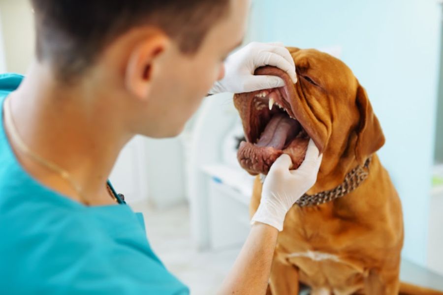 Pet Dental Disease