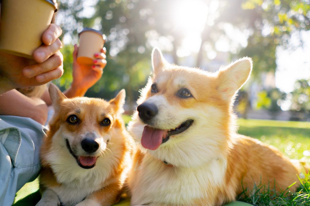 Summer Care Guide for Pet