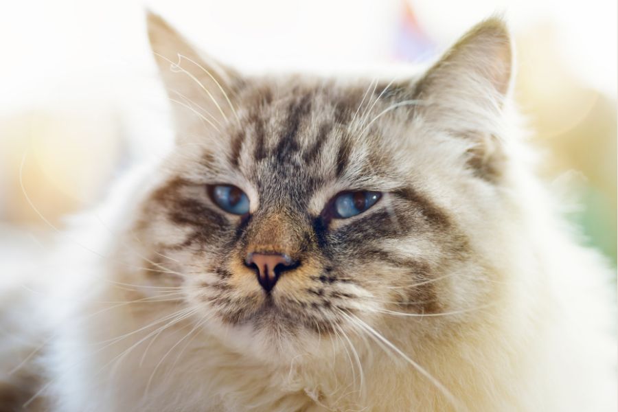 Ragamuffin Cat Breed