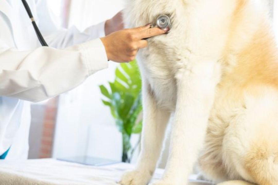 Pets Stay Calm During Clinic Visits